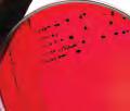 code product name application/description gm/lit unit unit price new/old ` 57081 Violet Red Bile Agar (1.2%) (I) Used for selective isolation, detection and 38.53 100 gms 769.