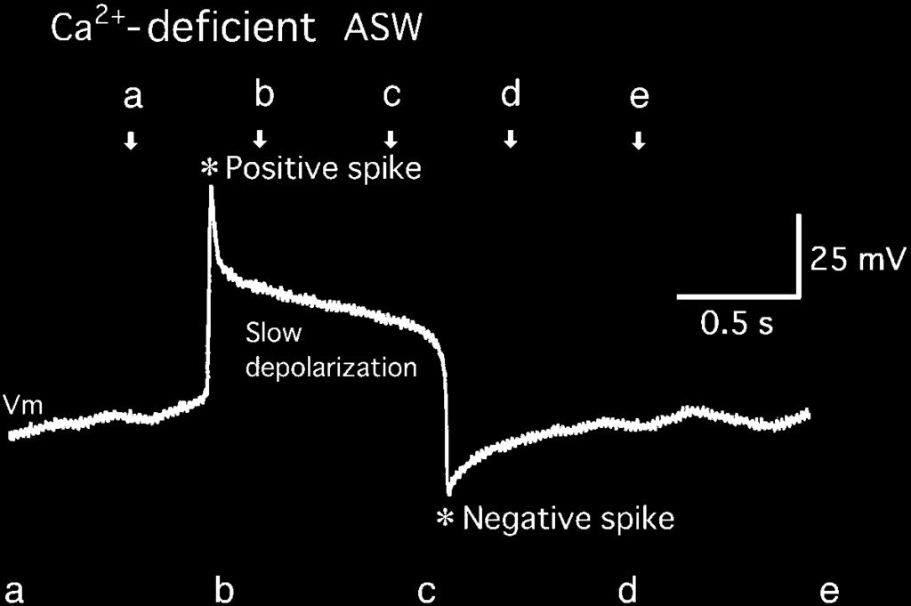 To clarify the effects of the hyperpolarizing spike on the tentacle movement more precisely, I evoked the hyperpolarizing spike at various timings during the slow depolarization.