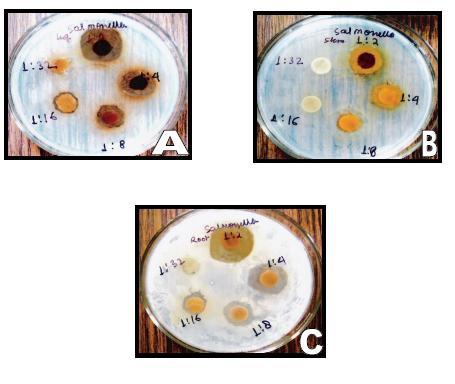 aureus with inhibition zone 22 9 mm at different concentration (200 12.