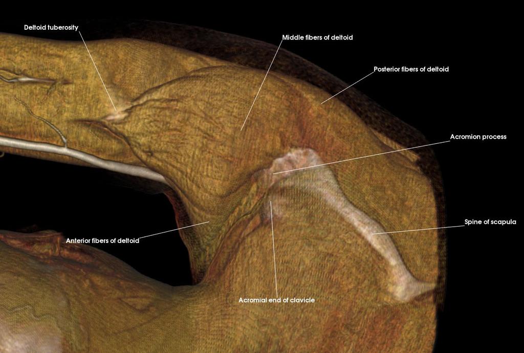 3: Scapulohumeral Muscles Identify and describe the muscles that comprise the rotator cuff Discuss the clinical consequence of