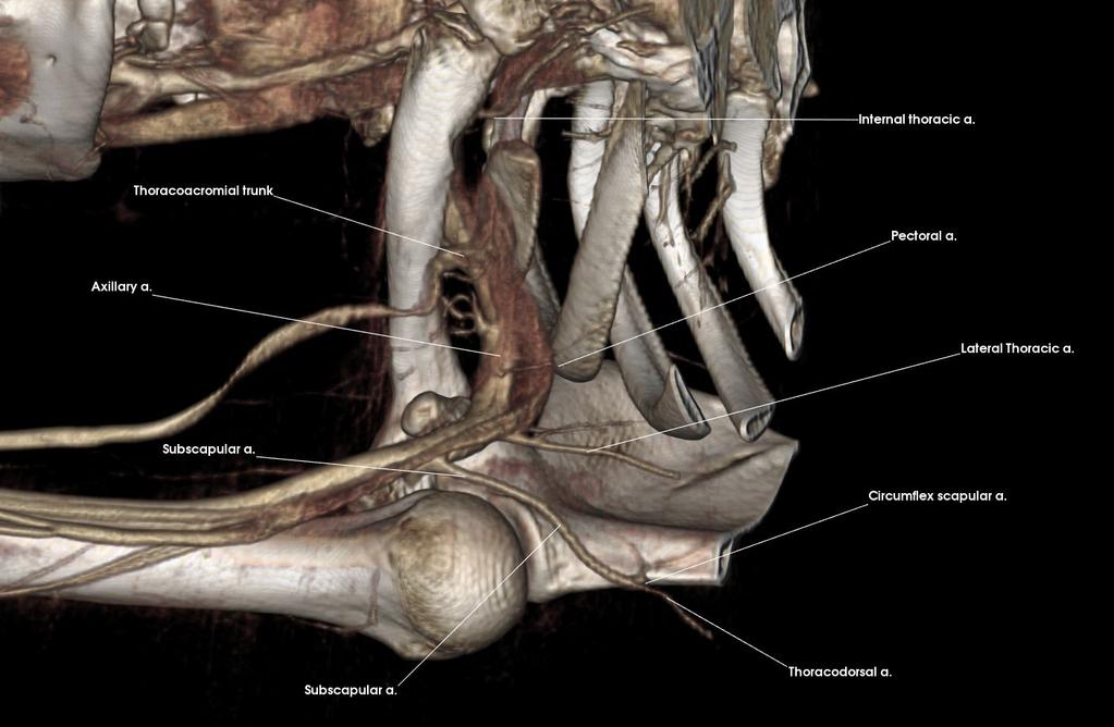 a. Brachiocephalic trunk Clavicle Lateral border of 1st Rib Subclavian a. 1. a. Axillary Artery (Anterior) Axillary a. Circumflex scapular a.