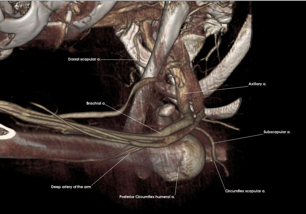 Axillary a. Brachial a. Circumflex scapular a. Deep artery of the arm Dorsal scapular a.