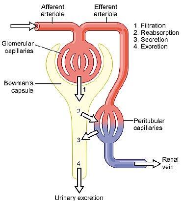 # Functions of the Kidney Urine Formation 4 Processes: Glomerular Filtration Ultrafiltration of plasma in the glomerulus producing cells- and protein - free filtrate which passes to the Bowman s