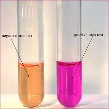 indicator phenol red. Phenol red is yellow orange at the initial ph of 6.8 but changes to pinkish-red at a ph of 8.4. An isolate is inoculated into a tube with a sterile transfer loop.