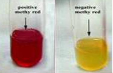 2-Voges-Proskauer results Pink: Positive VP (Klebsiella), yellow: Negative VP (E.