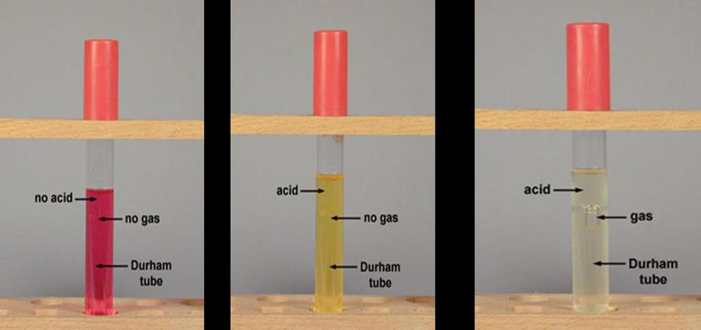change color (phenol red turns yellow).if gas is produced along with the acid, it collects in the Durham tube as a gas bubble.