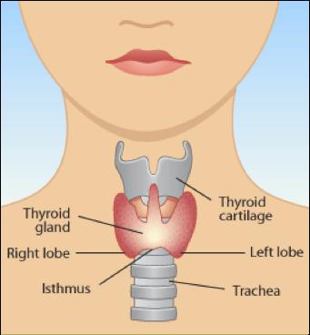 What is the thyroid gland?
