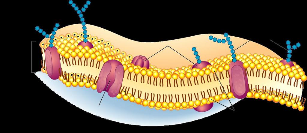 Outside of cell Cell (Plasma) Membrane 2 layers of phospholipids (lipid bilayer)
