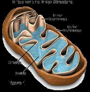 Mitochondria (singular = mitochondrion) Powerhouse of the