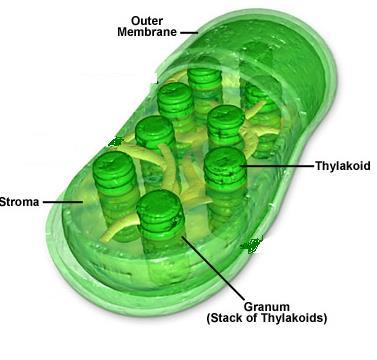 Chloroplasts Contains enzymes & pigments for Photosynthesis FUNCTION: Site of Photosynthesis using light to make food from