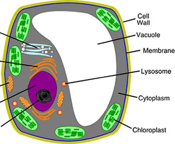 Vacuoles FUNCTION: Fluid filled sacks for storage (mostly water but also wastes, food, etc.