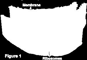 membrane FUNCTION: Makes membrane proteins and
