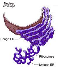Smooth Endoplasmic Reticulum (ER) Smooth ER does NOT have ribosomes on its surface & is attached to the ends of rough ER FUNCTION: Makes Lipids for cell membrane & cell