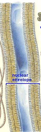 Nuclear Membrane (Envelope) Double