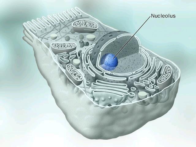 Nucleolus Inside nucleus Dense