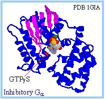 Structure of G proteins: The nucleotide binding site in Ga consists of loops that extend out from the edge of a 6-stranded b-sheet.