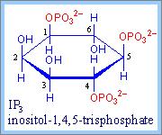 Ca++,, which is required for activity of Phospholipase C, interacts with negatively charged residues and with phosphate moieties of IP3 at the
