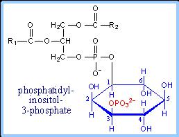 The kinases that convert PI (phosphatidylinositol) to PIP2 (PI- 4,5-bisphosphate, see above) transfer phosphate from ATP to hydroxyls at positions 4 & 5 of the inositol ring.