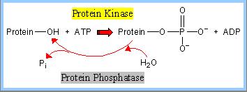 A protein kinase transfers the terminal phosphate of ATP to a hydroxyl group on