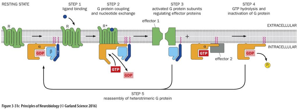Example of how activation of GPCRs leads