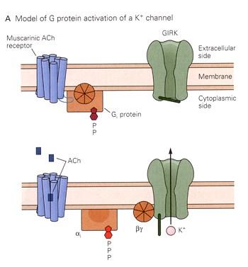 Ion channels can be
