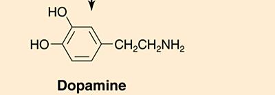 Chemical structure of Catecholamines: Dopamine,
