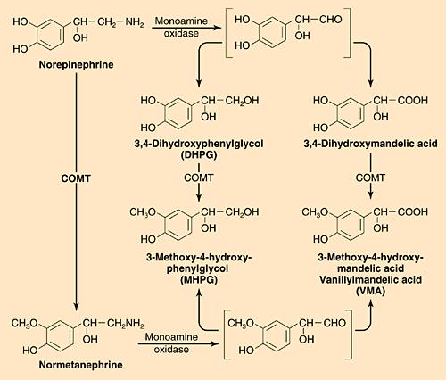 Catecholamine Inactivation MAO AR