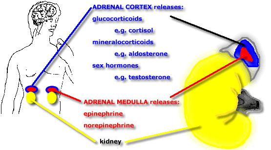 by the adrenal gland and NE is also