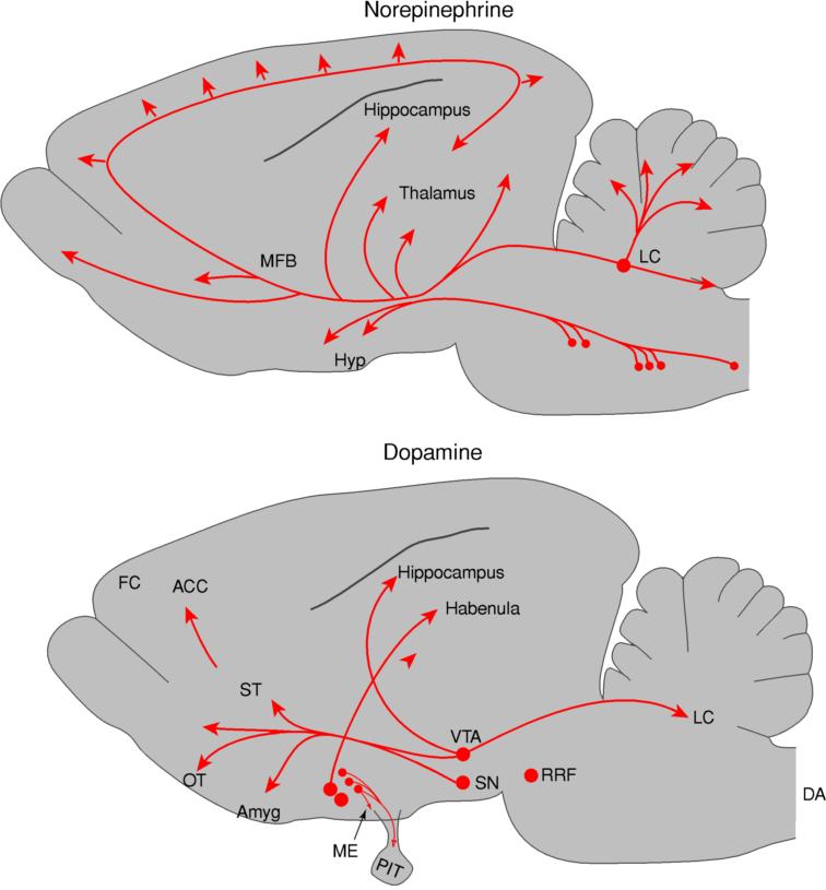Localization of catecholaminergic neurons in the rodent brain