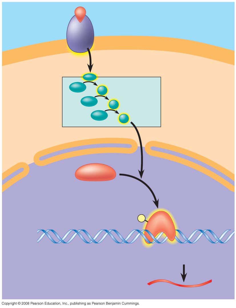 Fig. 11-14 Growth factor Receptor Reception Phosphorylatio n cascade Transduction