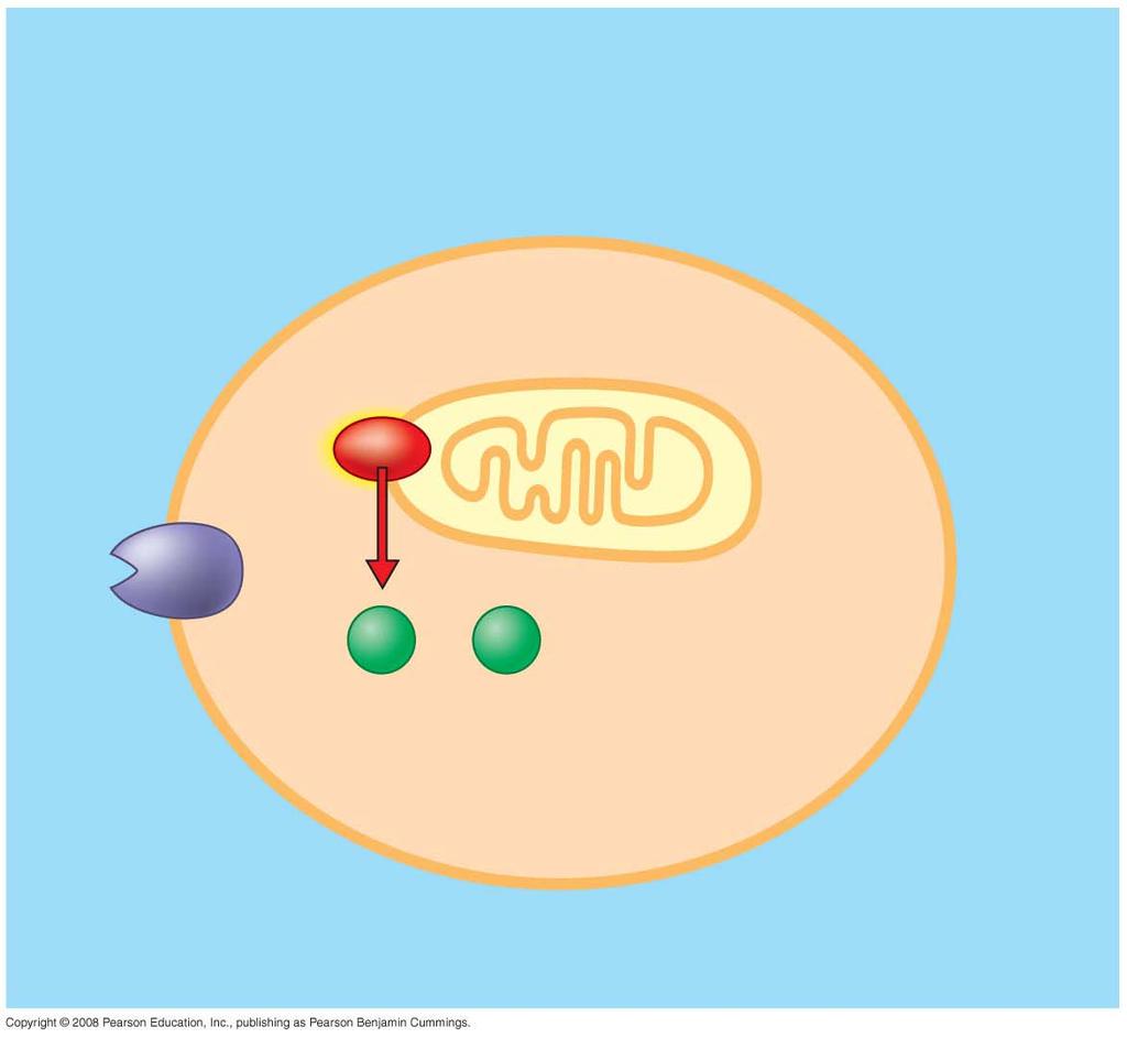Fig. 11-20a Ced-9 protein (active) inhibits Ced-4 activity Mitochondrion
