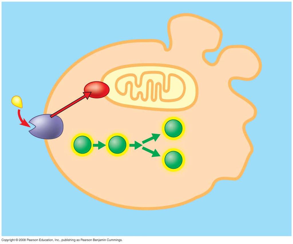 Fig. 11-20b Ced-9 (inactive) Cell forms blebs Deathsignaling molecule Active