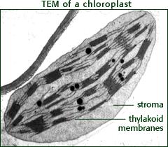 I. Chloroplast (plant