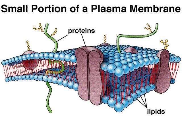 Membrane and proteins control what goes in and out of cell c.