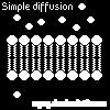 Diffusion Molecules move from an area of higher concentration to an area of lower