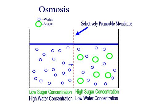 d. Osmosis water molecules diffuse across a cell