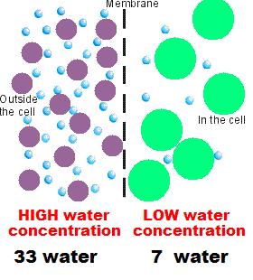 2. Water always moves in the direction of high solute.