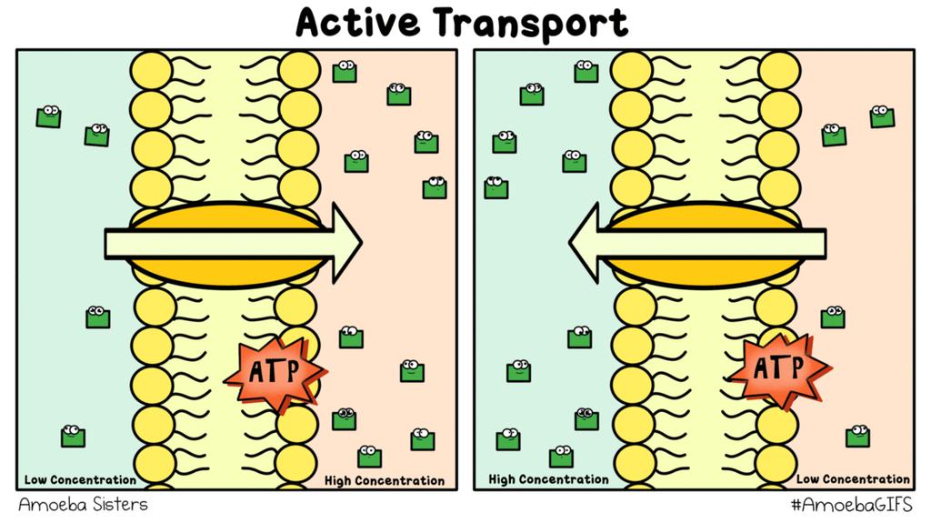 Carrier proteins move