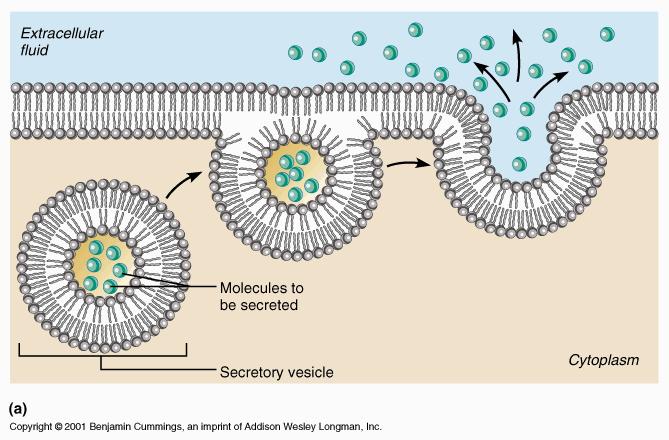Endocytosis cell membrane pinches in and creates a vesicle enclosing macromolecules and