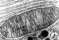 B. Mitochondria a.