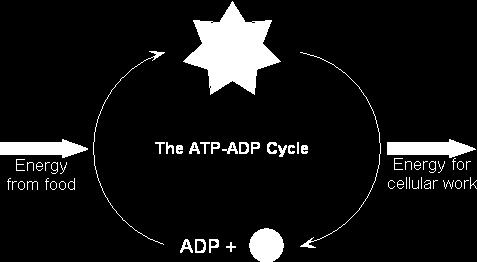 Food converted into ATP energy