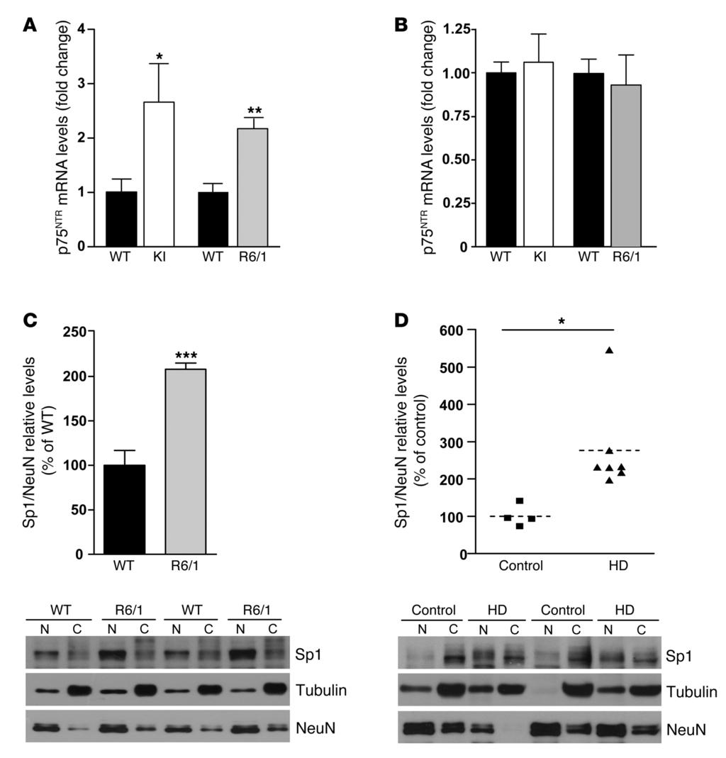 The Journal of Clinical Investigation Figure 2. Increased hippocampal p75 NTR mrna expression associates with higher levels of Sp1 in the mouse and human HD hippocampus.