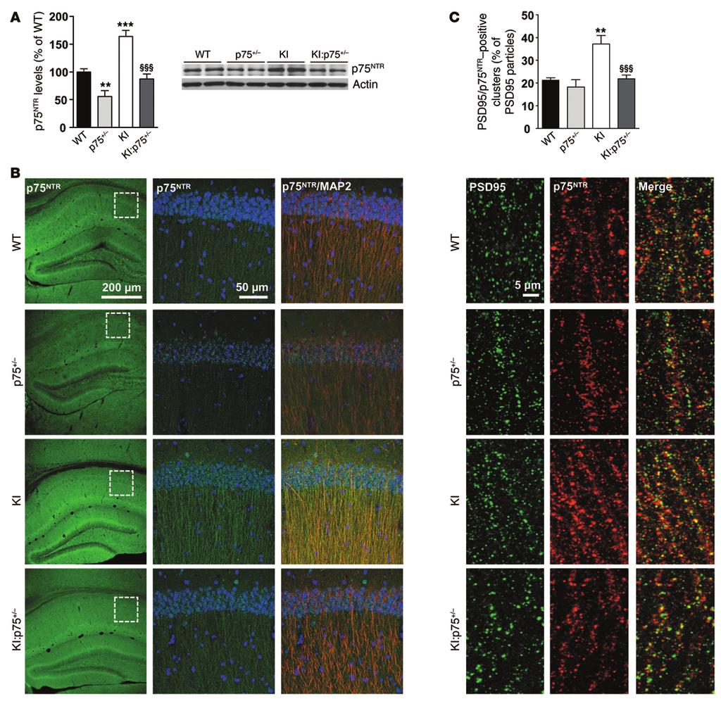 The Journal of Clinical Investigation Figure 3. Increased postsynaptic localization of p75ntr in mutant KI mice.