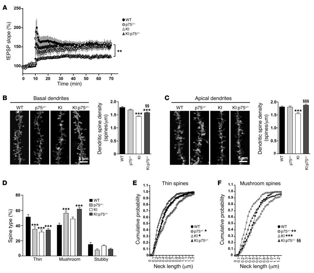 The Journal of Clinical Investigation Figure 5. Normalization of p75 NTR levels in mutant KI mice prevents functional and structural synaptic plasticity deficits.