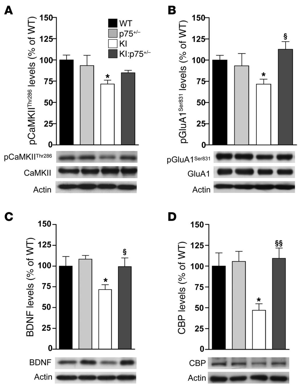 The Journal of Clinical Investigation Figure 6. Normalization of p75 NTR levels in mutant KI mice reverses the altered expression of synaptic-related proteins.