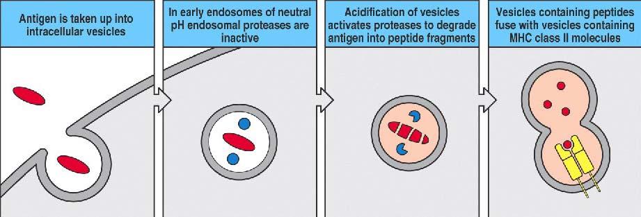 Class II peptide loading from peptides produced by lysosomal degradation of an endocytosed organism Class II loading is centered in the vesicular system Acidic endosomal proteases digest ingested