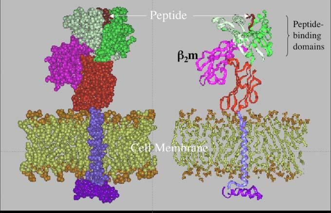 peptides via interaction of peptide amino acid side-chains with MHC pockets Without Ii the MHC class II molecule