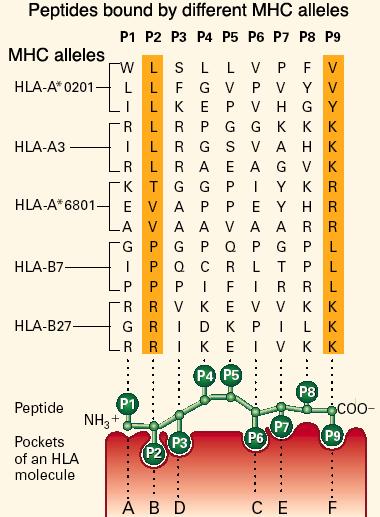 Key Concept The molecules encoded by each MHC allele differ in their amino acid sequence around the anchoring peptide binding pockets and each allelic molecule binds a different set of peptides MHC