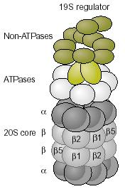 of the proteasome catalytic core and