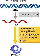 RNA Editing versus Central Dogma A post-transcriptional regulatory mechanism that alters the RNA sequences copied from DNA.